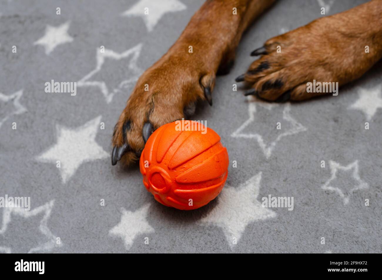 orange dog ball