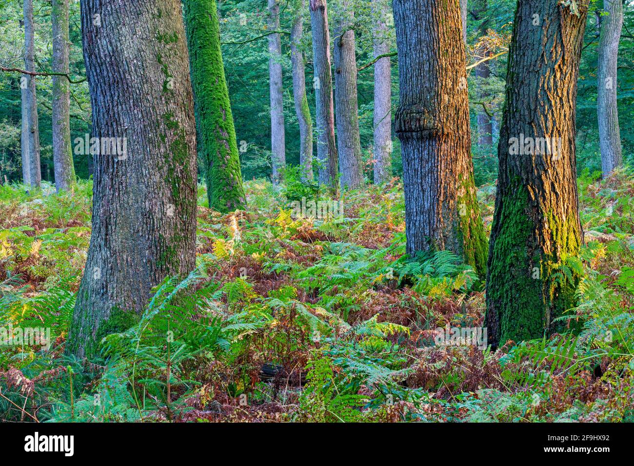 Mixed oak forest and Common Bracken in evening light. Schierenwald