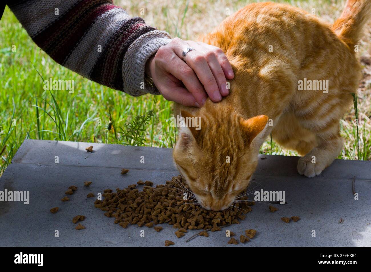 Cat with cat food, eating process, ginger cat Stock Photo Alamy