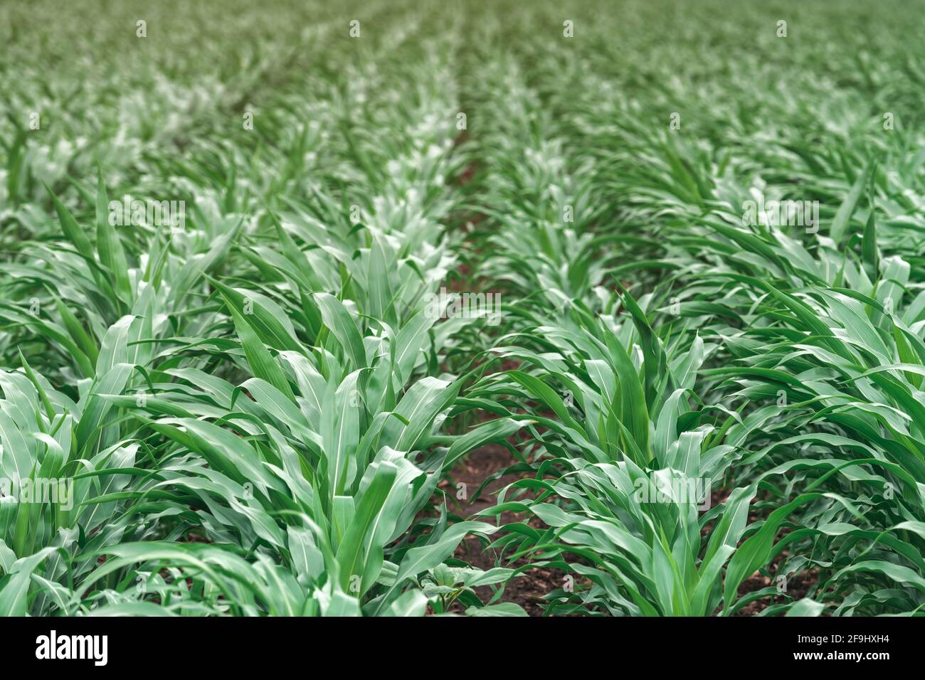 Corn field, selective focus. Green maize crops in diminishing perspective. Stock Photo