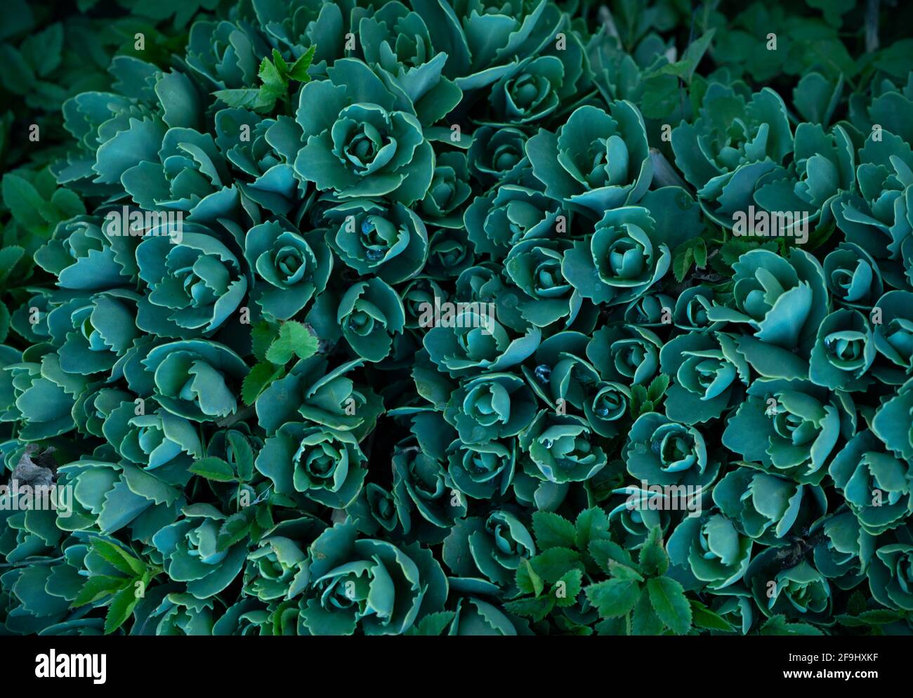 Background of rosette, succulents plants in spring Stock Photo - Alamy