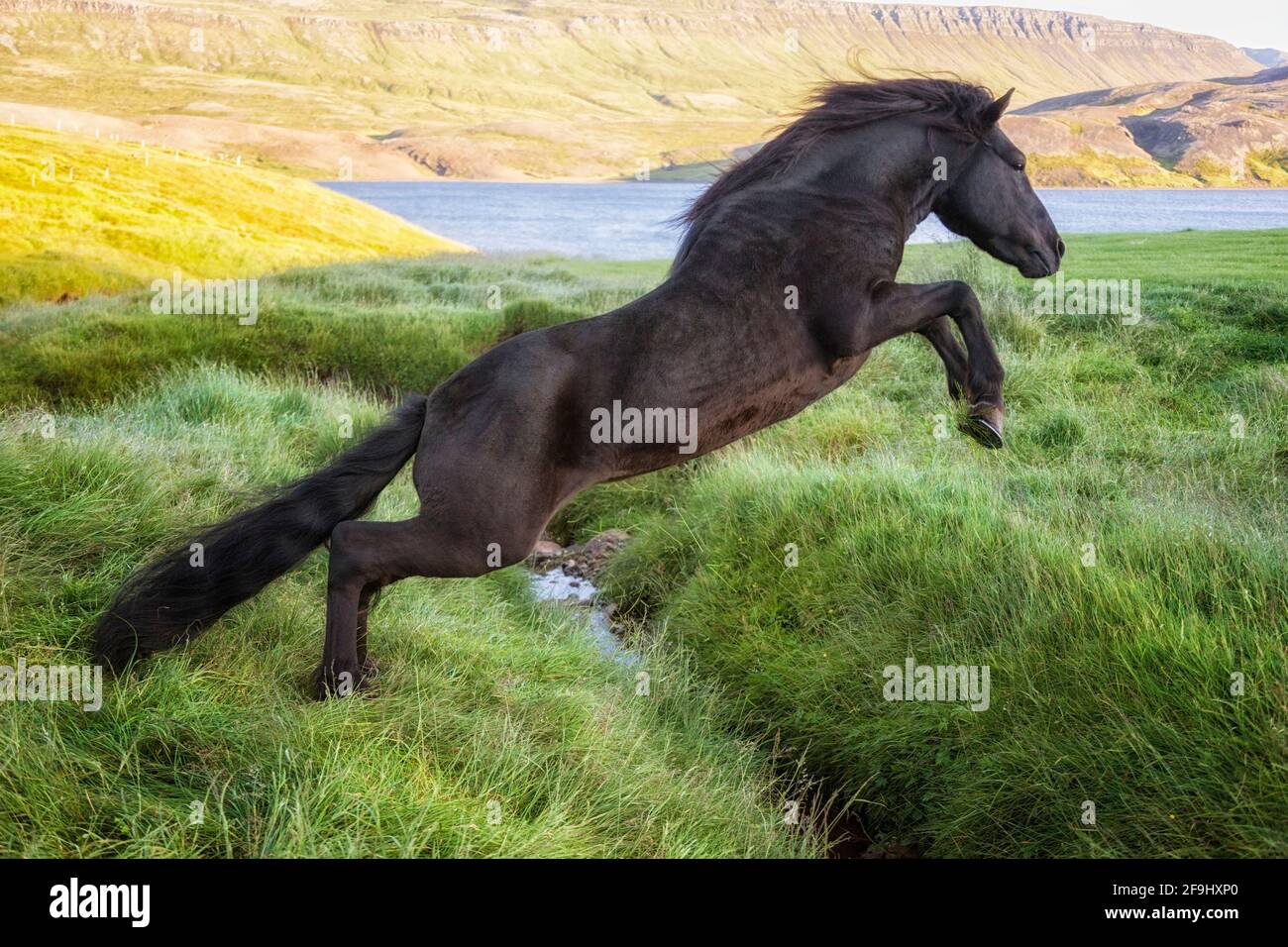 Icelandic Horse. Black stallion jumping over a ditch. Iceland Stock Photo