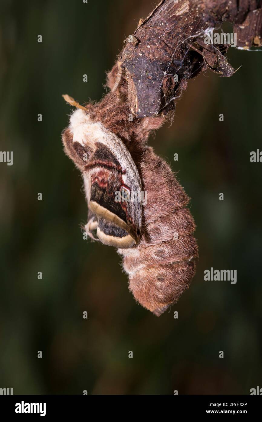 Giant Peacock Moth (Saturnia pyri). Female hatching from ocoon. Germany Stock Photo