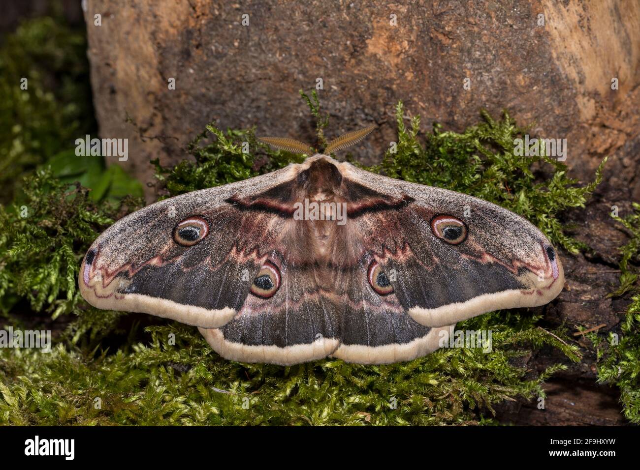 Giant Peacock Moth (Saturnia pyri). Male resting on moss. Germany Stock Photo