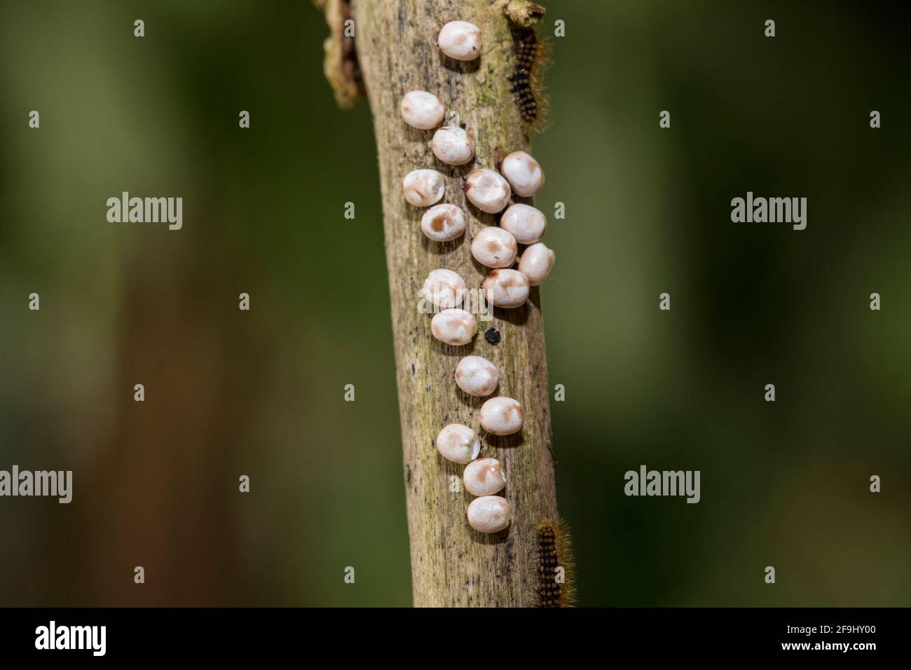 Giant Peacock Moth (Saturnia pyri), eggs on a twig. Germany Stock Photo