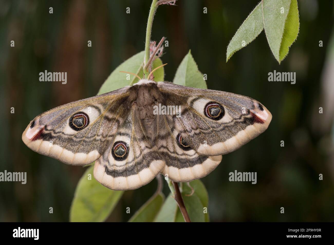 Small Emperor Moth (Saturnia pavonia). Female on a twig. Germany Stock Photo