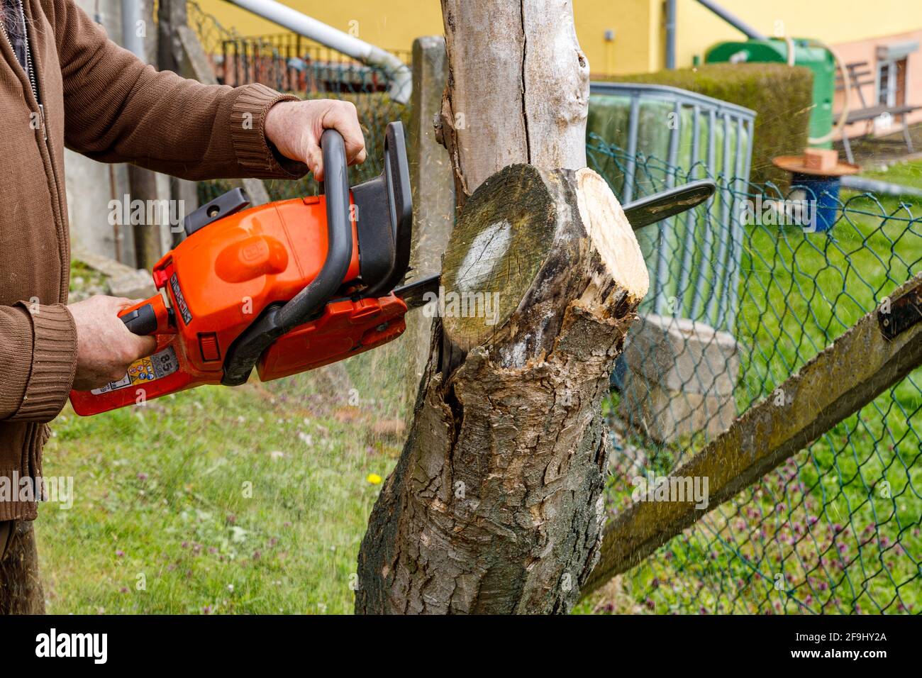 Working with a chainsaw for firewood Stock Photo Alamy