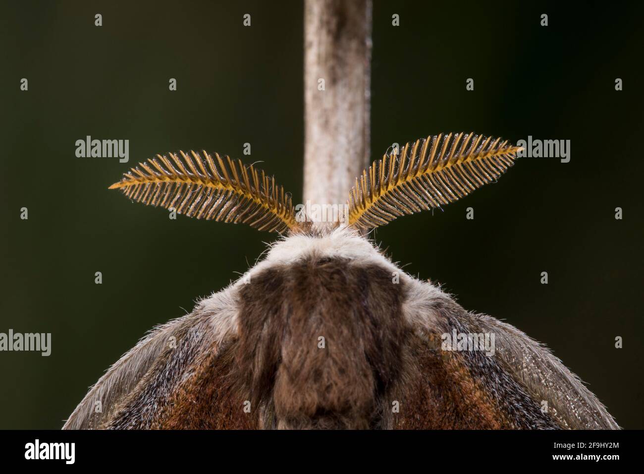 Small Emperor Moth (Saturnia pavonia). Close-up of antennae. Germany Stock Photo