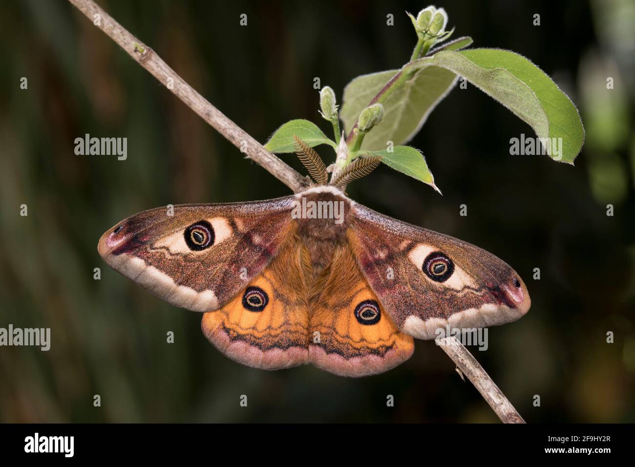 Small Emperor Moth (Saturnia pavonia). Male on a twig. Germany Stock Photo