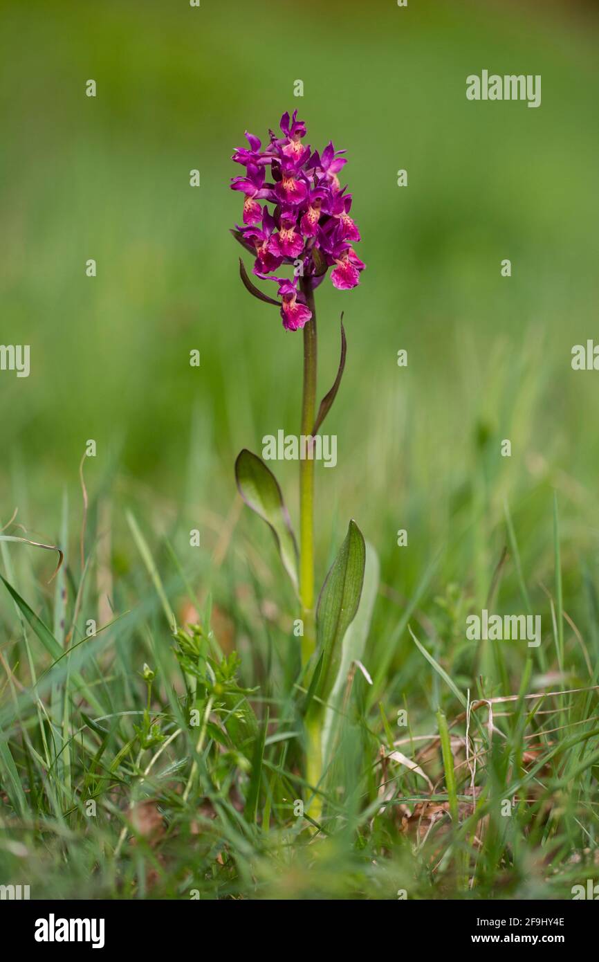 Elder-flowered Orchid (Orchis sambucina, Dactylorhiza sambucina). Red flowering spike. Germany Stock Photo