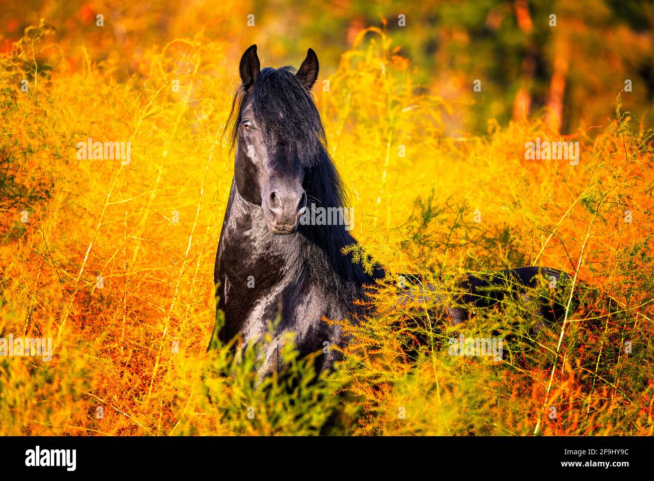 Paso Fino. Juvenile stallion standing in an Asparagus field. Germany Stock Photo