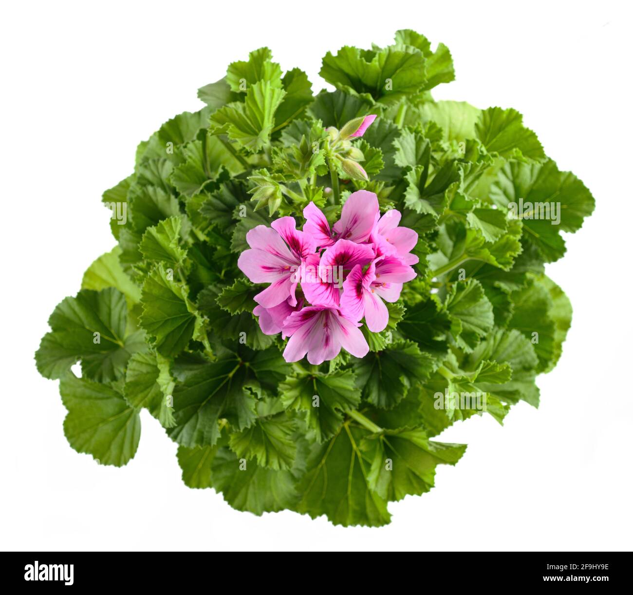 Geranium plant with  flowers  isolated on white background Stock Photo