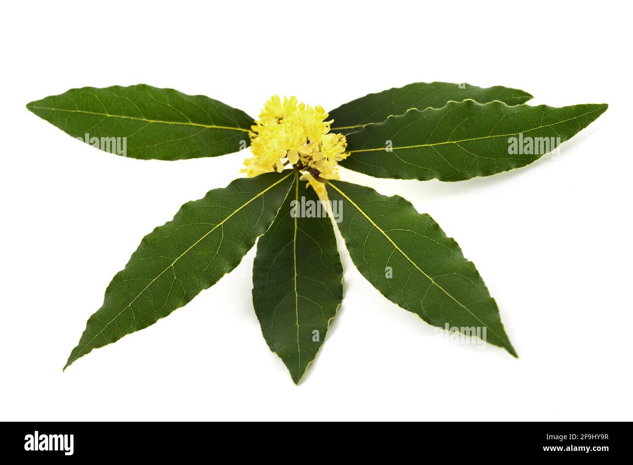 Laurel branch with flowers isolated on white Stock Photo