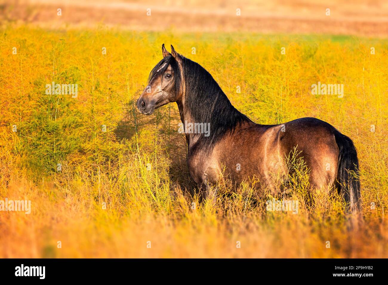 Paso Fino. Juvenile stallion standing in an Asparagus field. Germany Stock Photo