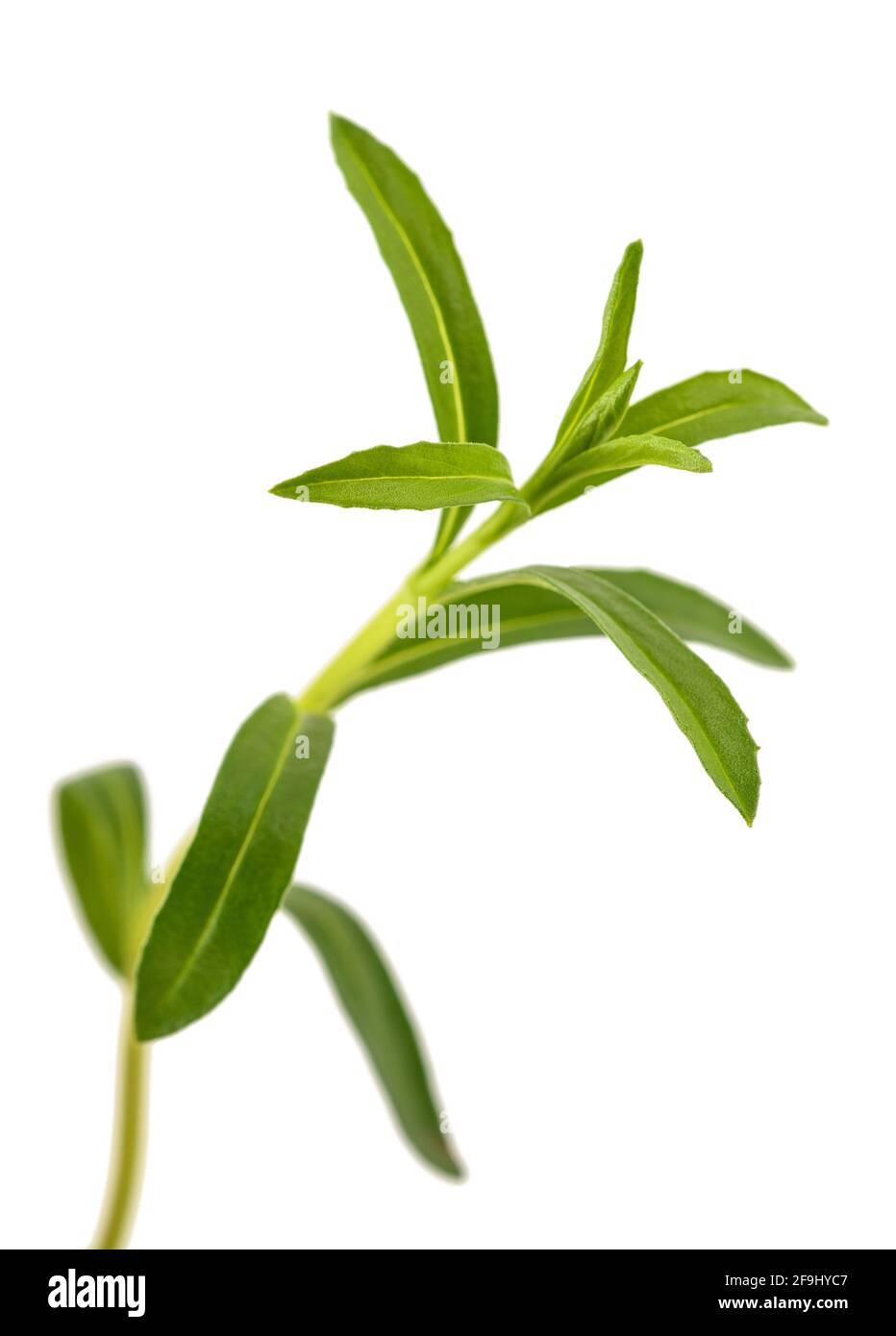 Summer Savory sprig isolated on white background Stock Photo