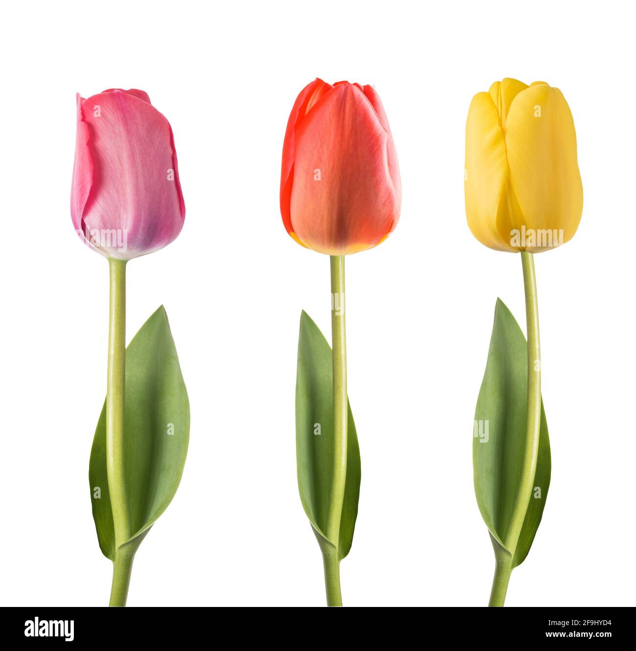 Tulips flowers isolated on white background Stock Photo - Alamy