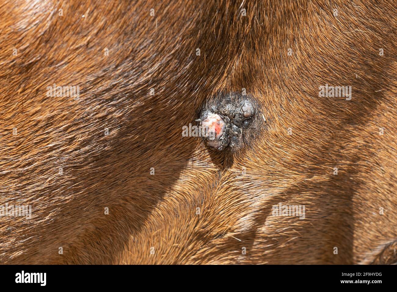 Domestic Horse suffering from Equine Malamona Stock Photo
