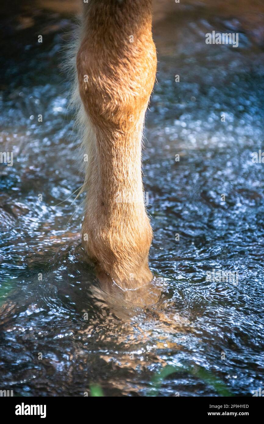 An Icelandic horse cools one leg in a cold stream. Iceland Stock Photo