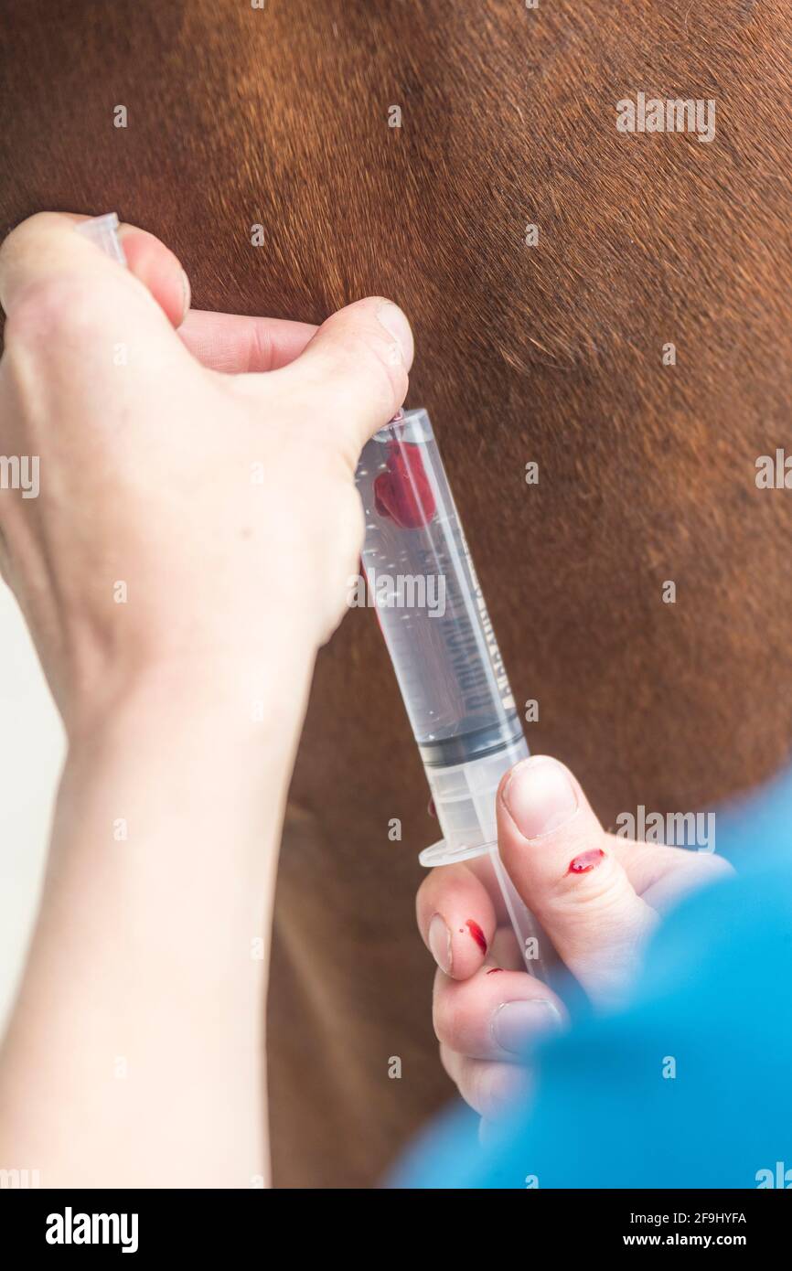 Domestic horse. A horse is given an injection. Germany Stock Photo - Alamy