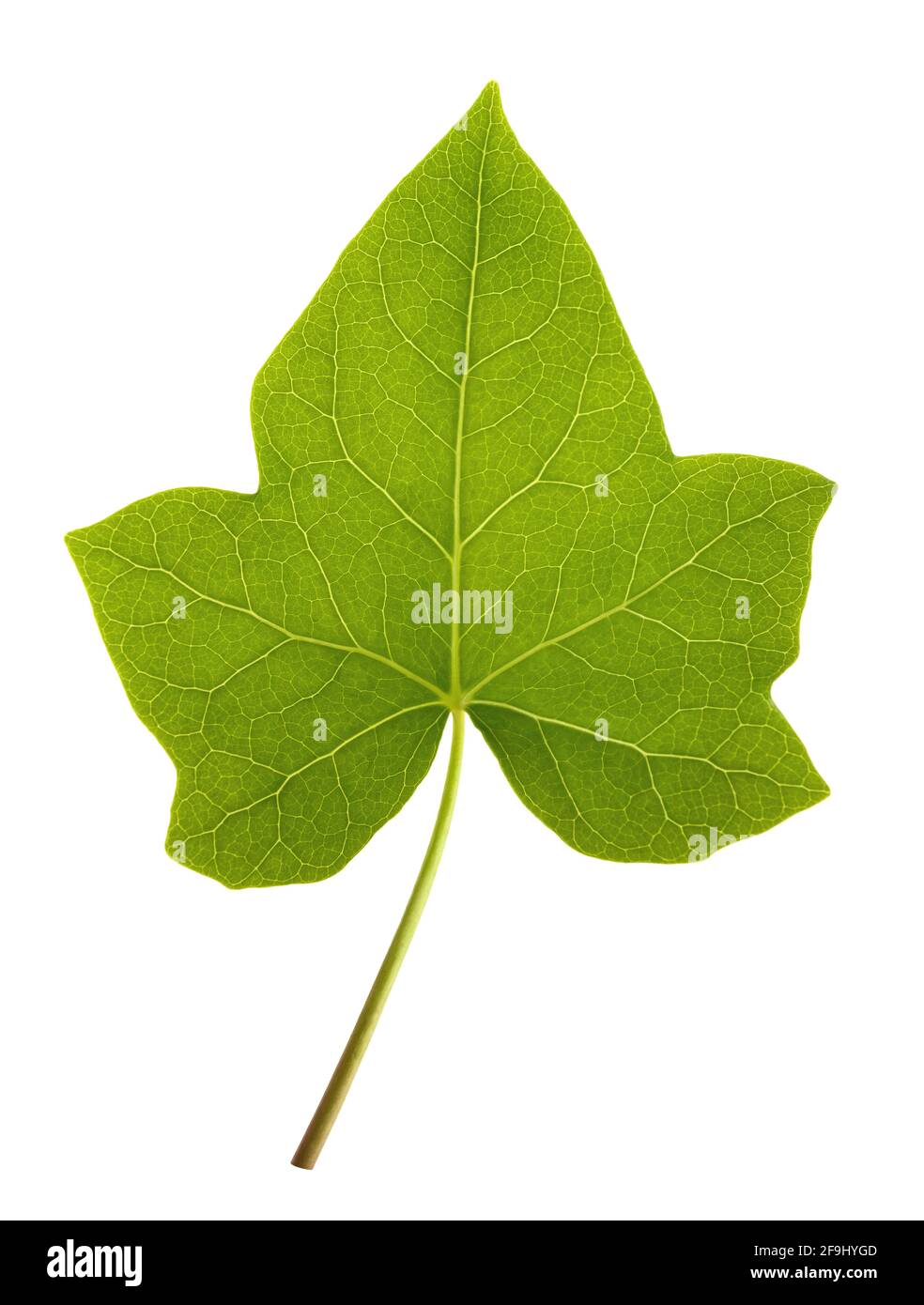Ivy leaf isolated  on white background Stock Photo