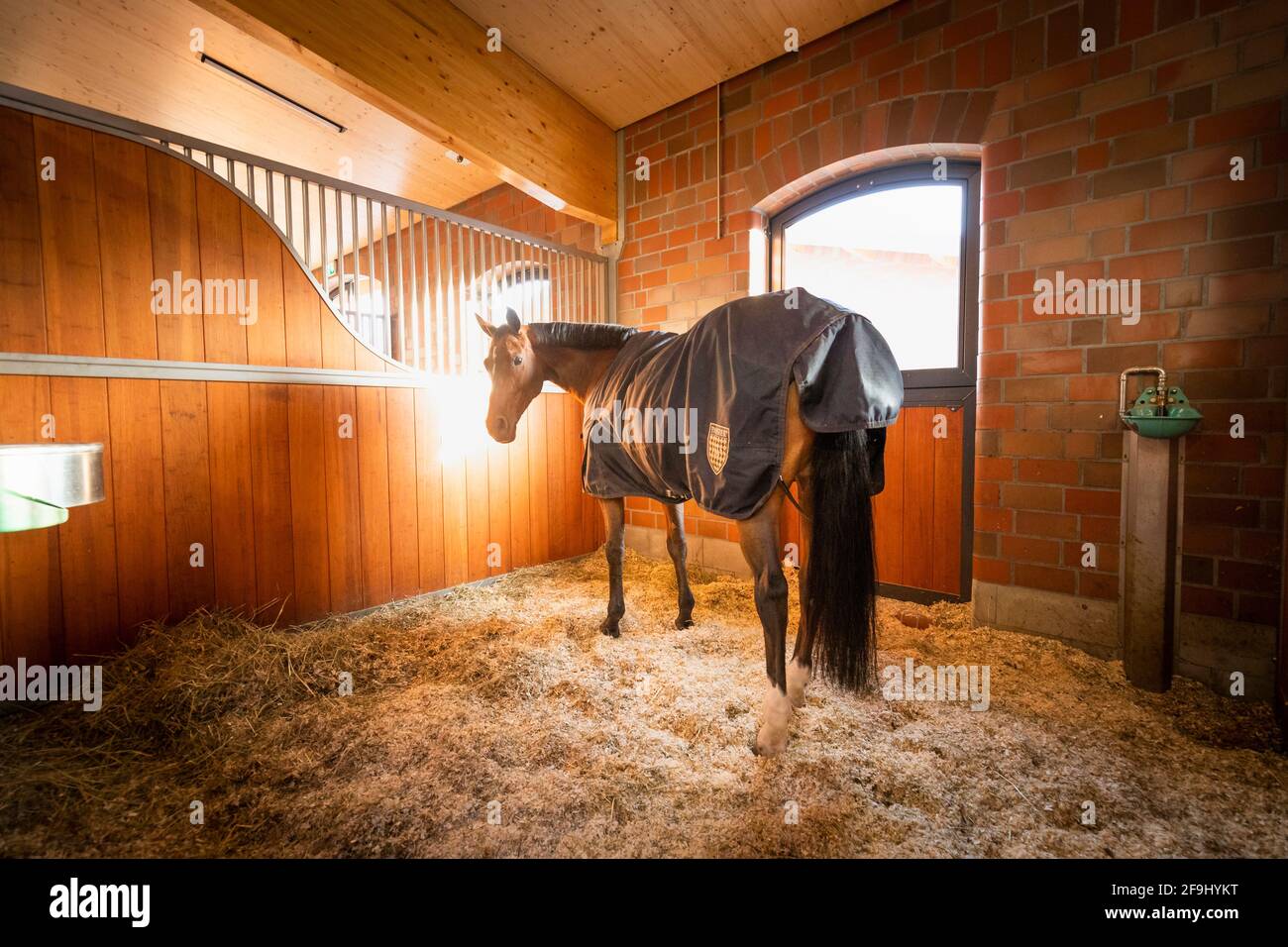 Belgian Warmblood. Bay horse with rug standing in a box with window. Germany Stock Photo Alamy