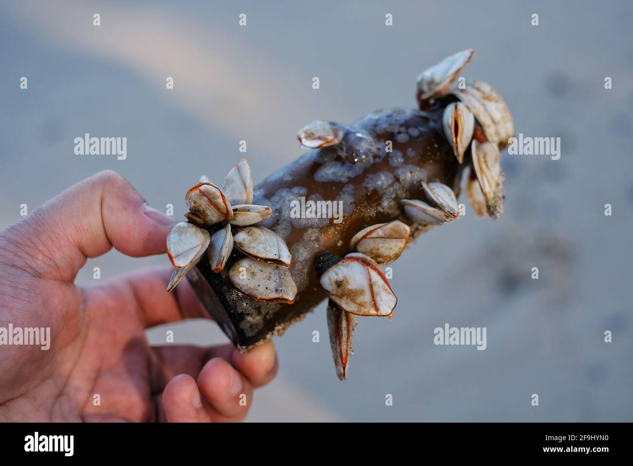 A hand picking up a thrown away glass bottle full of barnacles at a beach, cleaning up the trash to save the environment. Stock Photo