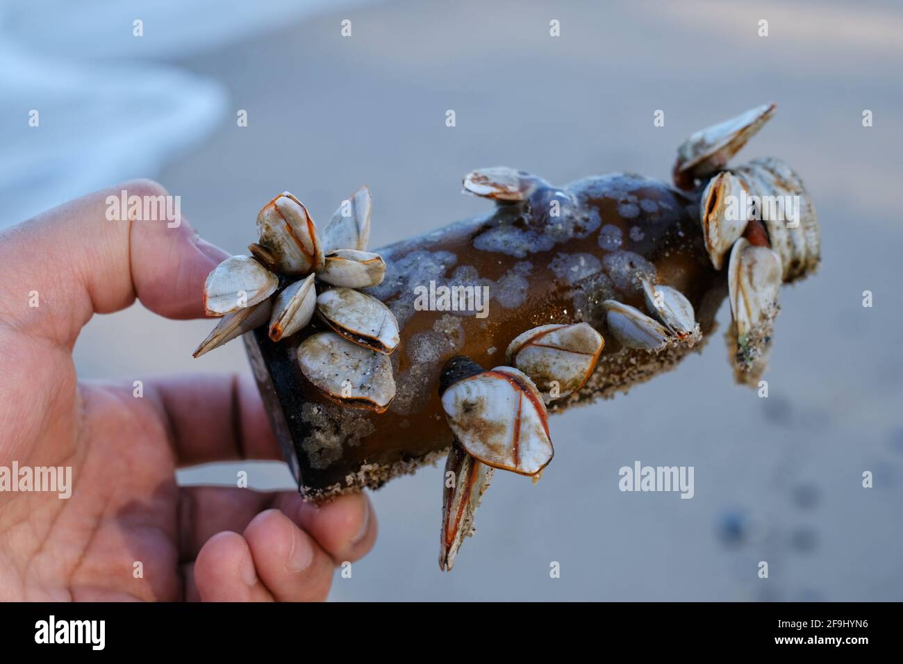 A hand picking up a thrown away glass bottle full of barnacles at a beach, cleaning up the trash to save the environment. Stock Photo