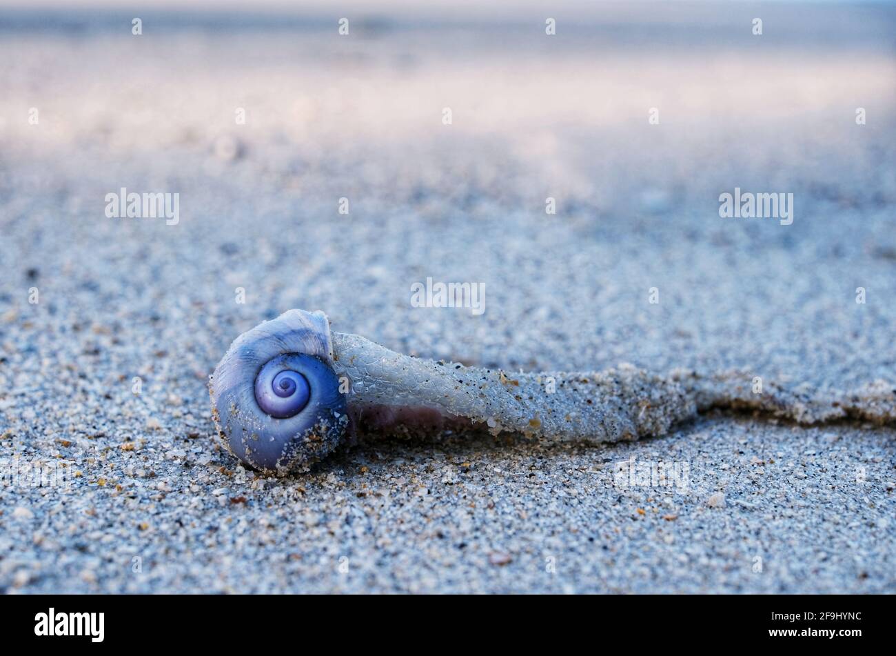 Purple Sea Snail Shell Art Tile 4"x4" Decorative Ceramic Blue Background SD-192 