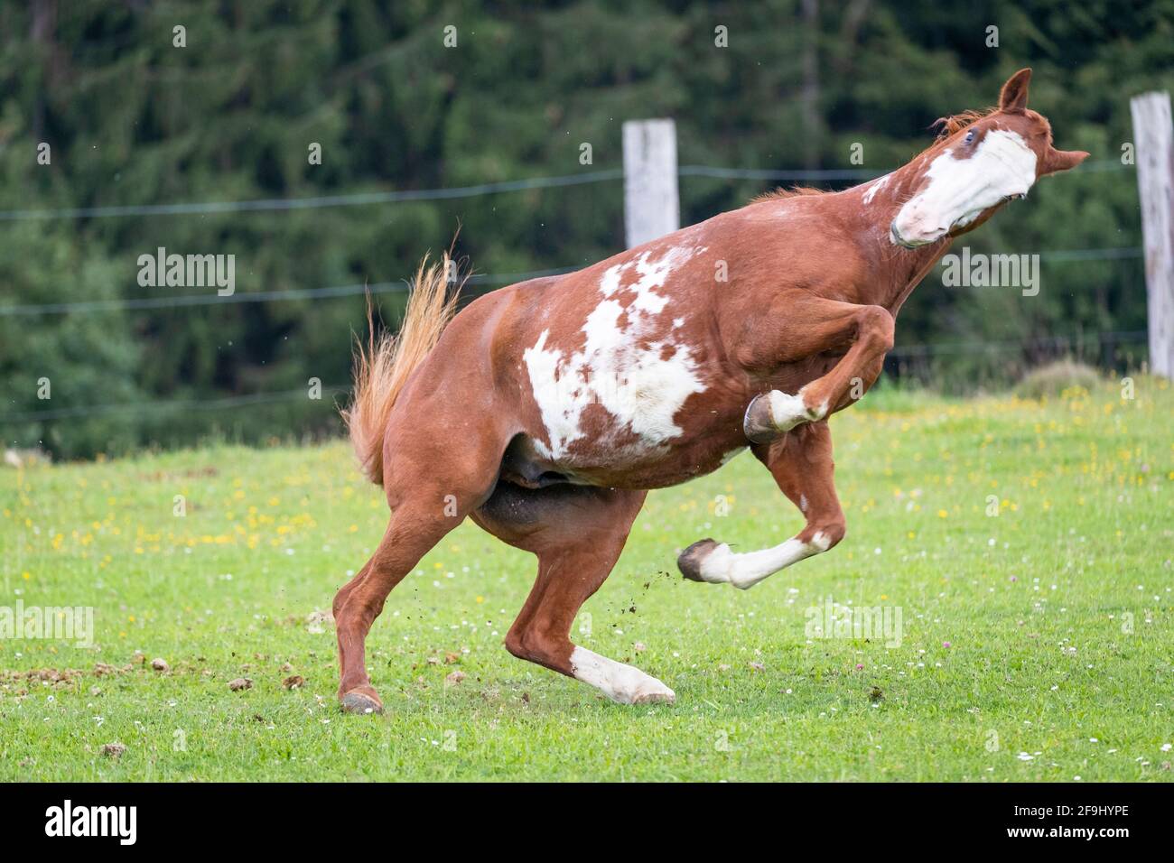 American paint horse action hires stock photography and images Alamy