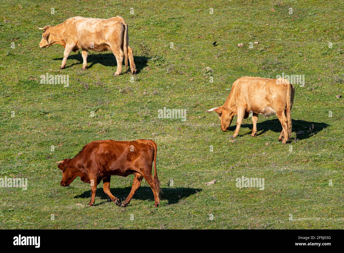 Grass cows three sunny hi-res stock photography and images - Alamy