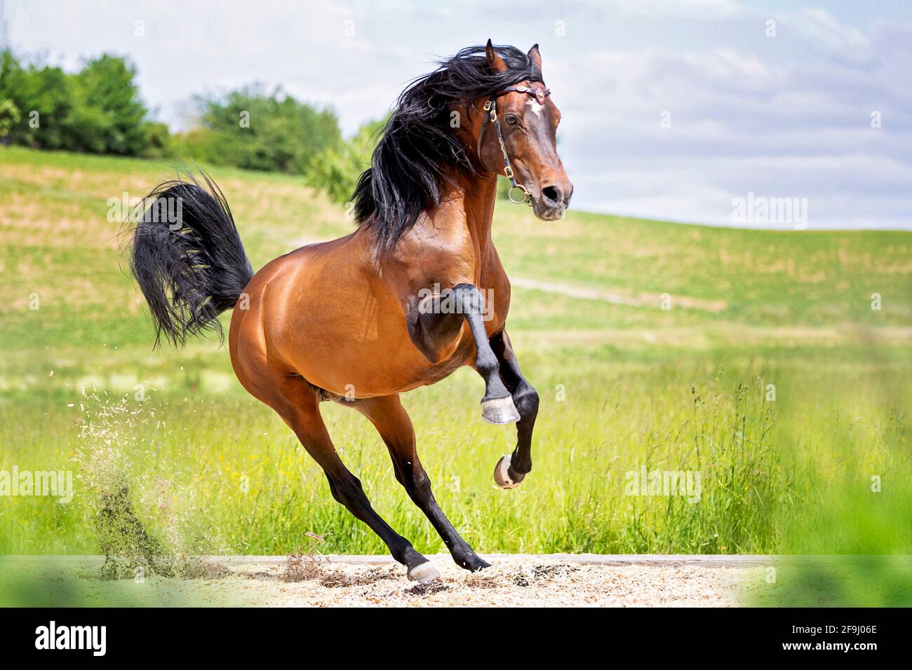 PRE Andalusian x Arabian Horse. Bay stallion galloping on a riding place. Germany Stock Photo