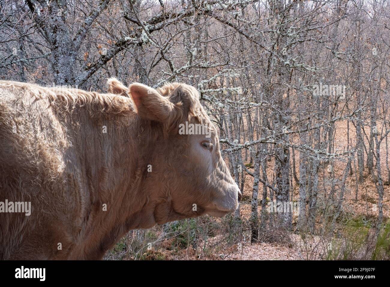 A beige-haired calf walking through the trees and looking at us out of the corner of his eye Stock Photo