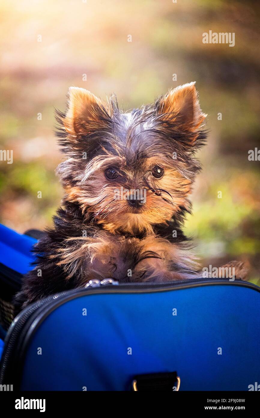 Yorkshire Terrier. Puppy in a blue bag. Germany Stock Photo