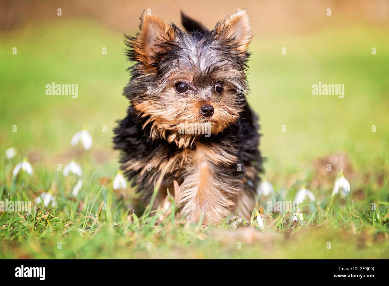 Yorkshire Terrier. Puppy walking on a meadow. Germany Stock Photo