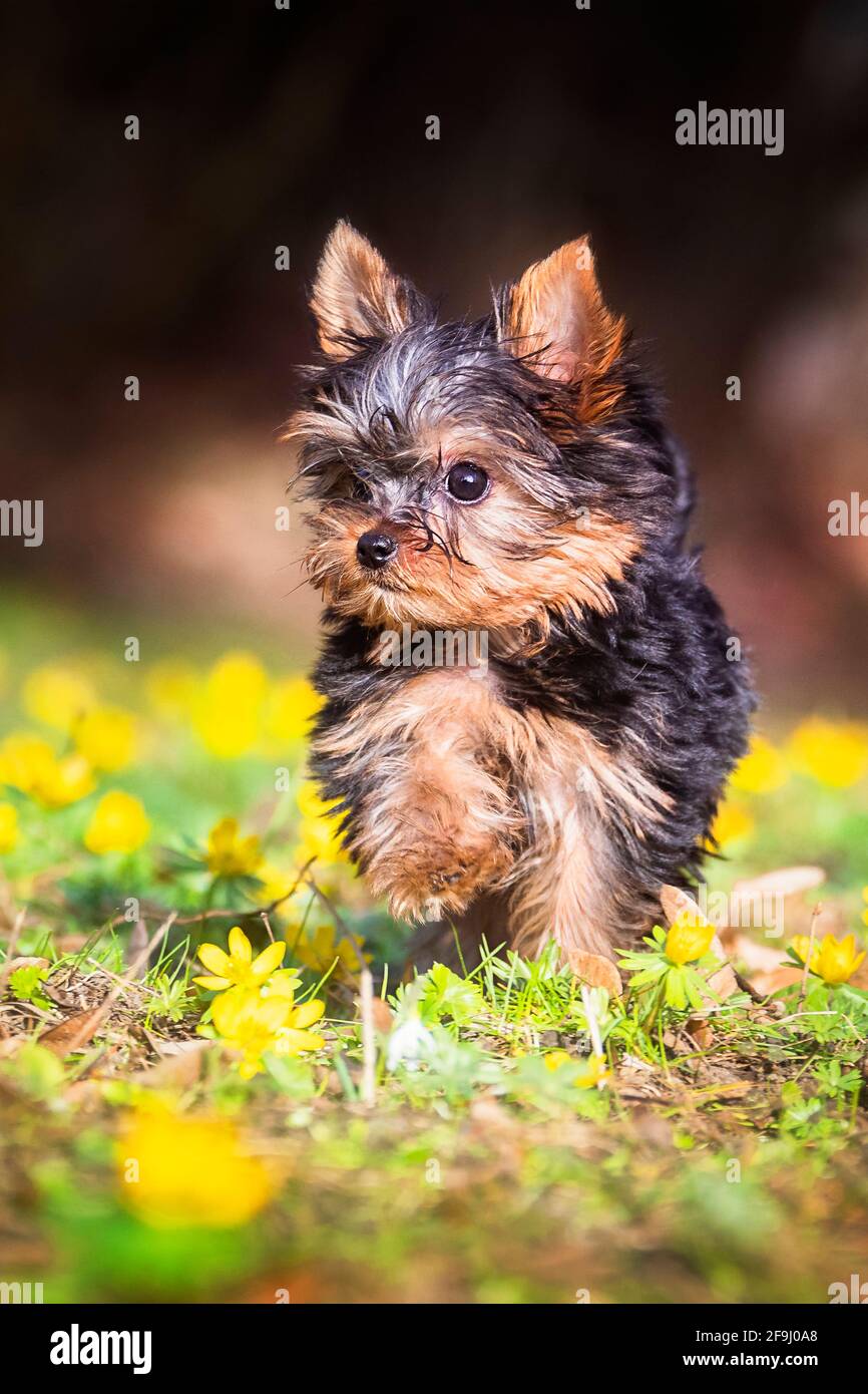 Yorkshire Terrier. Puppy running on a meadow with flowering Winter Aconite. Germany Stock Photo