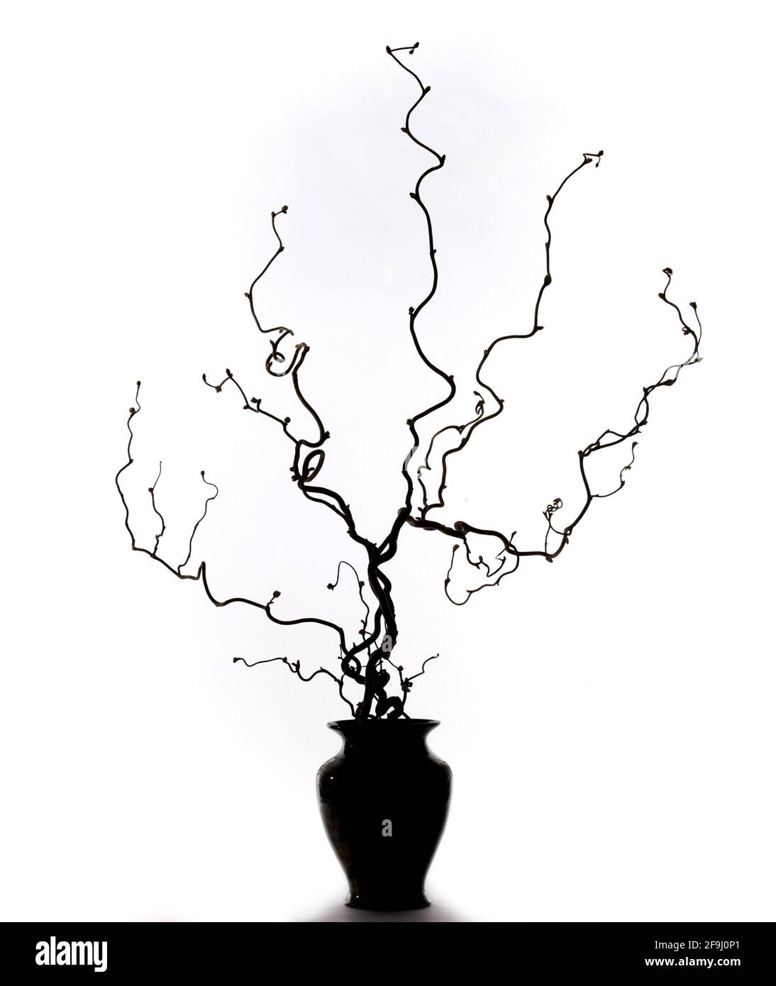 Willow branches in vase Stock Photo Alamy