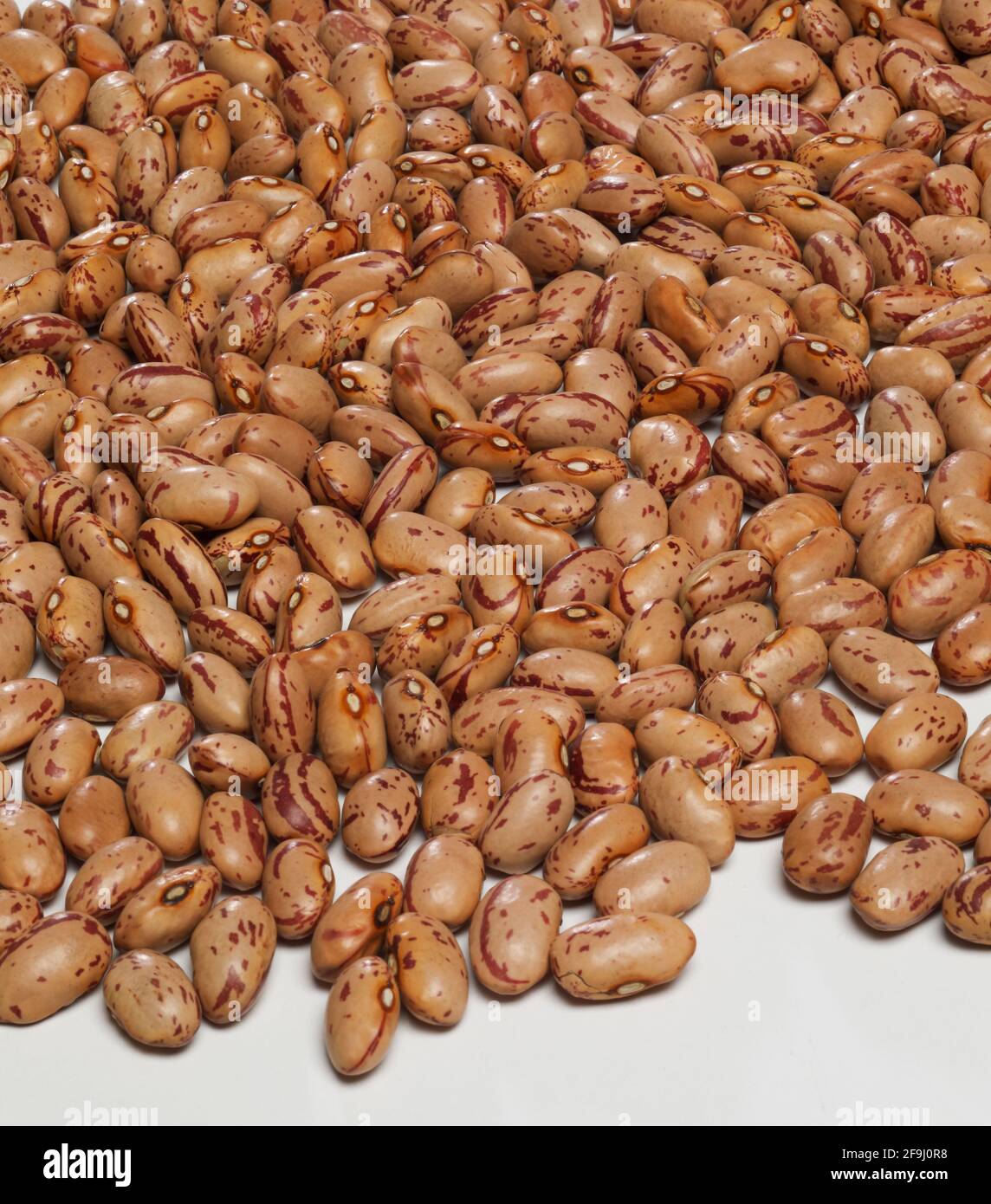 Borlotti beans. Stock Photo