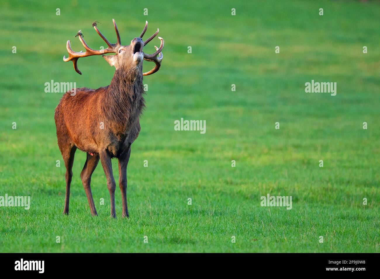Red Deer (Cervus elaphus). Stag bellowing during rut. Germany Stock Photo