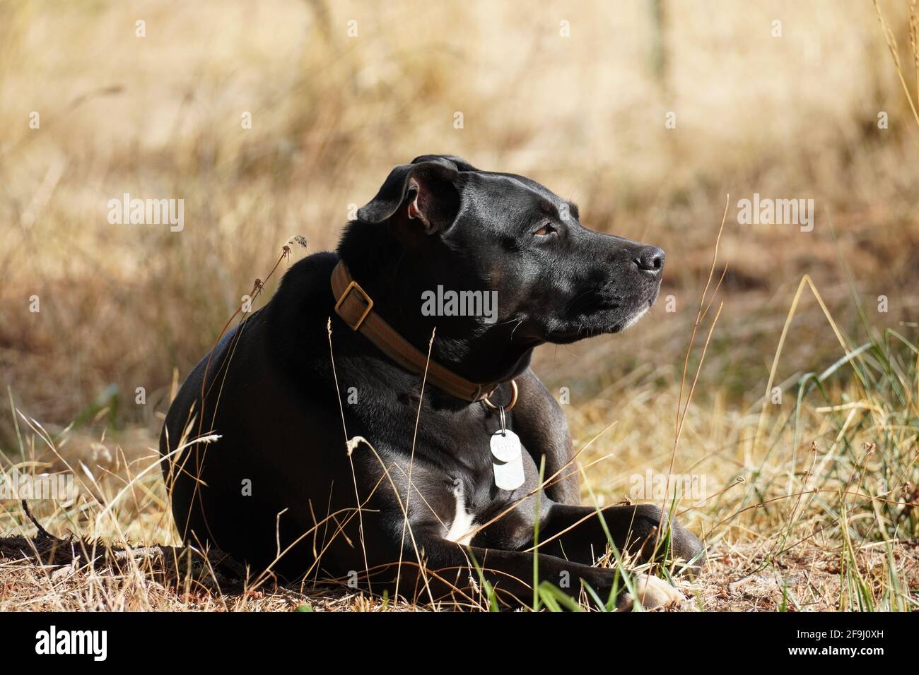Close up shot of a black dog lying on the ground Stock Photo - Alamy