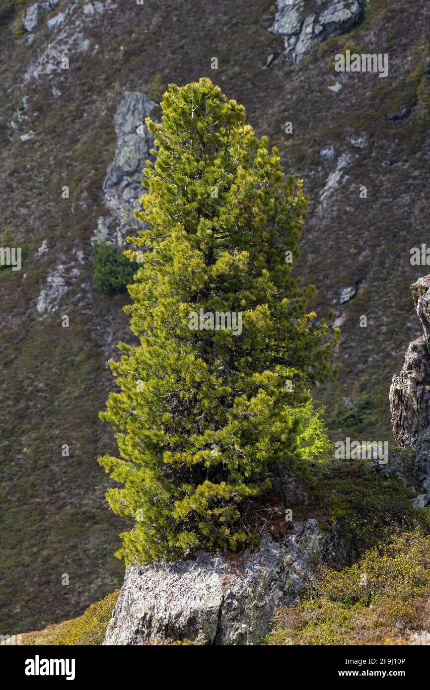 Swiss Pine (Pinus cembra), solitary tree. Tyrol, Austria Stock Photo