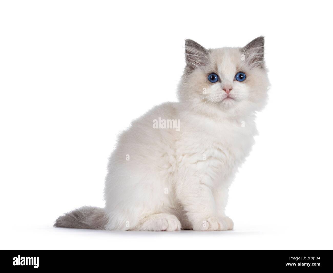 Cute blue bicolor Ragdoll cat kitte, sitting side ways. Looking towards camera with blue eyes. Isolated on a white background. Stock Photo