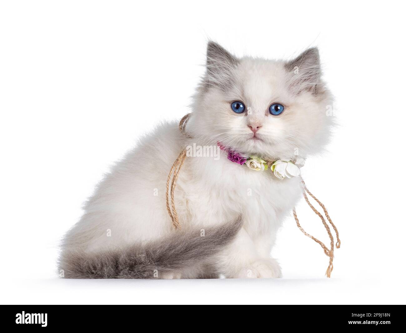 Ragdoll collar hotsell