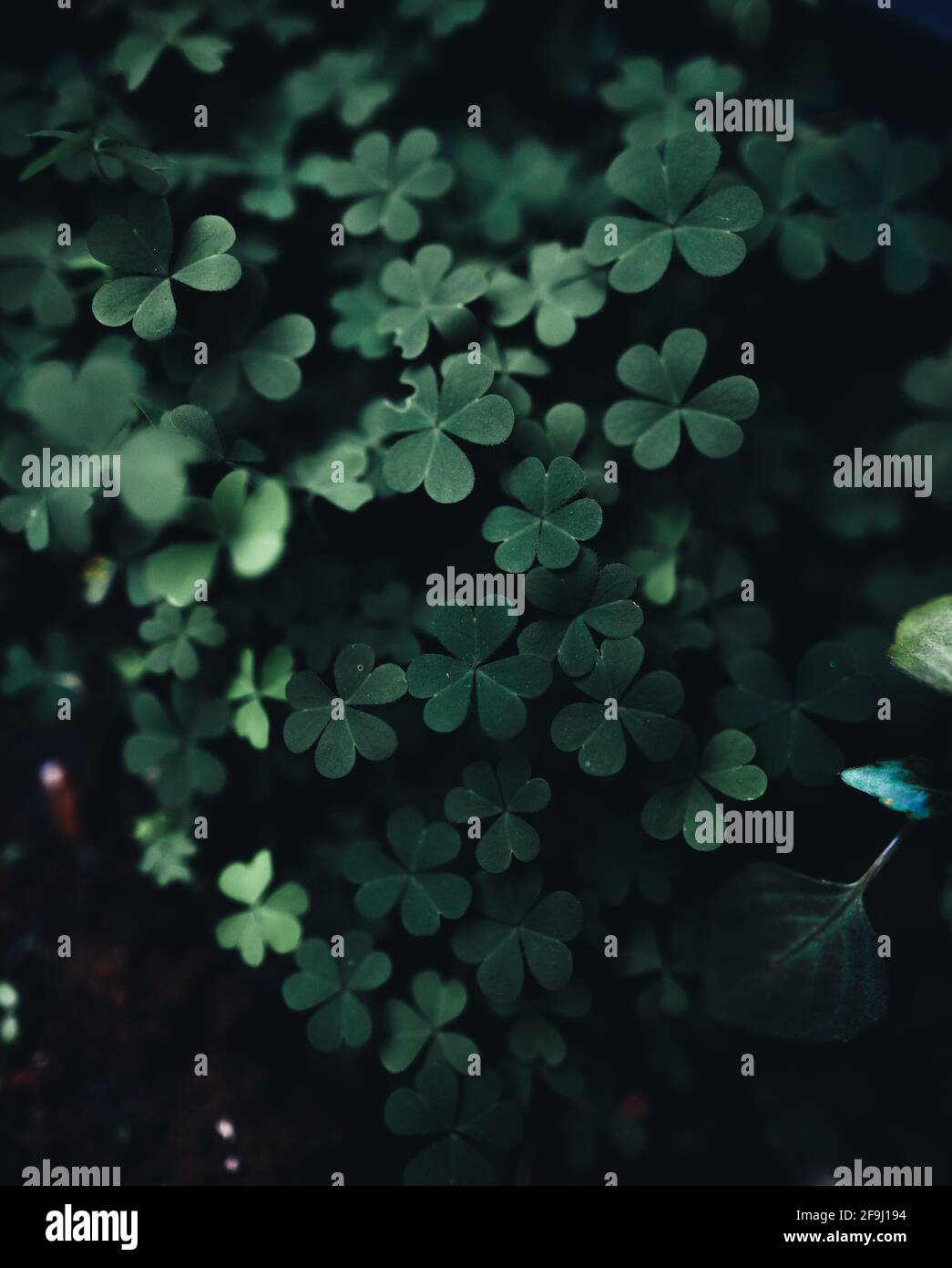 Close-Up Of Dark green leaves black background Stock Photo - Alamy