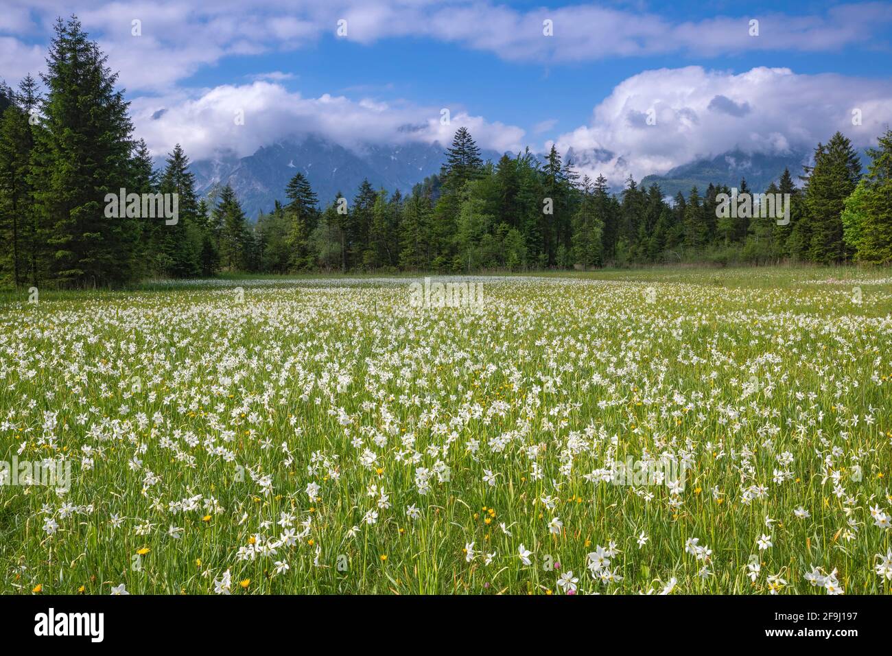 Meadow with white mountain daffodils (Narcissus radiiflorus) with the mountain range Totes Gebirge behind. Austria Stock Photo