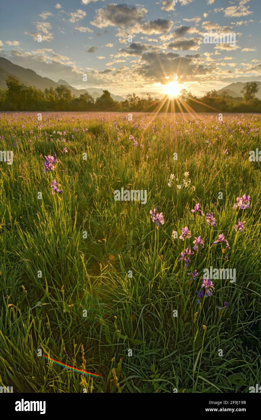 Meadow with white mountain daffodils (Narcissus radiiflorus) and Siberian iris (Iris sibirica), at sunrise. Styria, Austria... Stock Photo