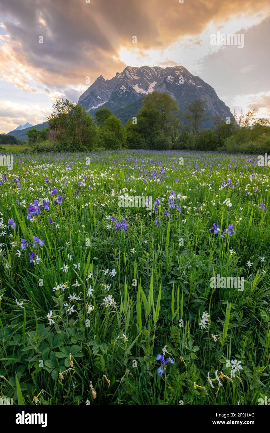 Meadow with white mountain daffodils (Narcissus radiiflorus) and Siberian iris (Iris sibirica), at sunrise, with Mount Grimming behind. Styria, Austria... Stock Photo