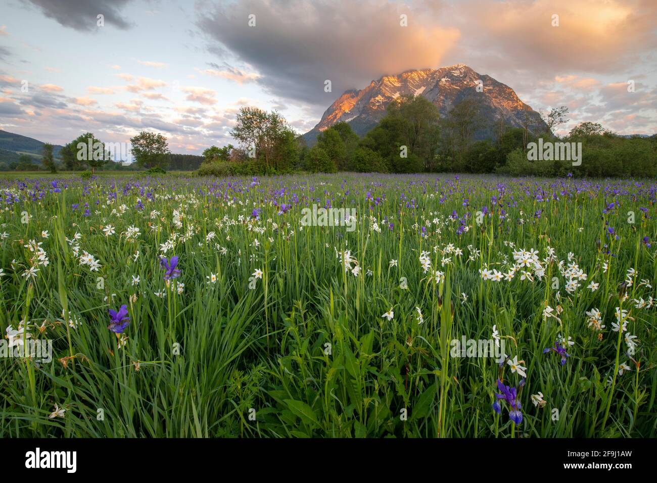 Meadow with white mountain daffodils (Narcissus radiiflorus) and Siberian iris (Iris sibirica), at sunrise, with Mount Grimming behind. Styria, Austria... Stock Photo