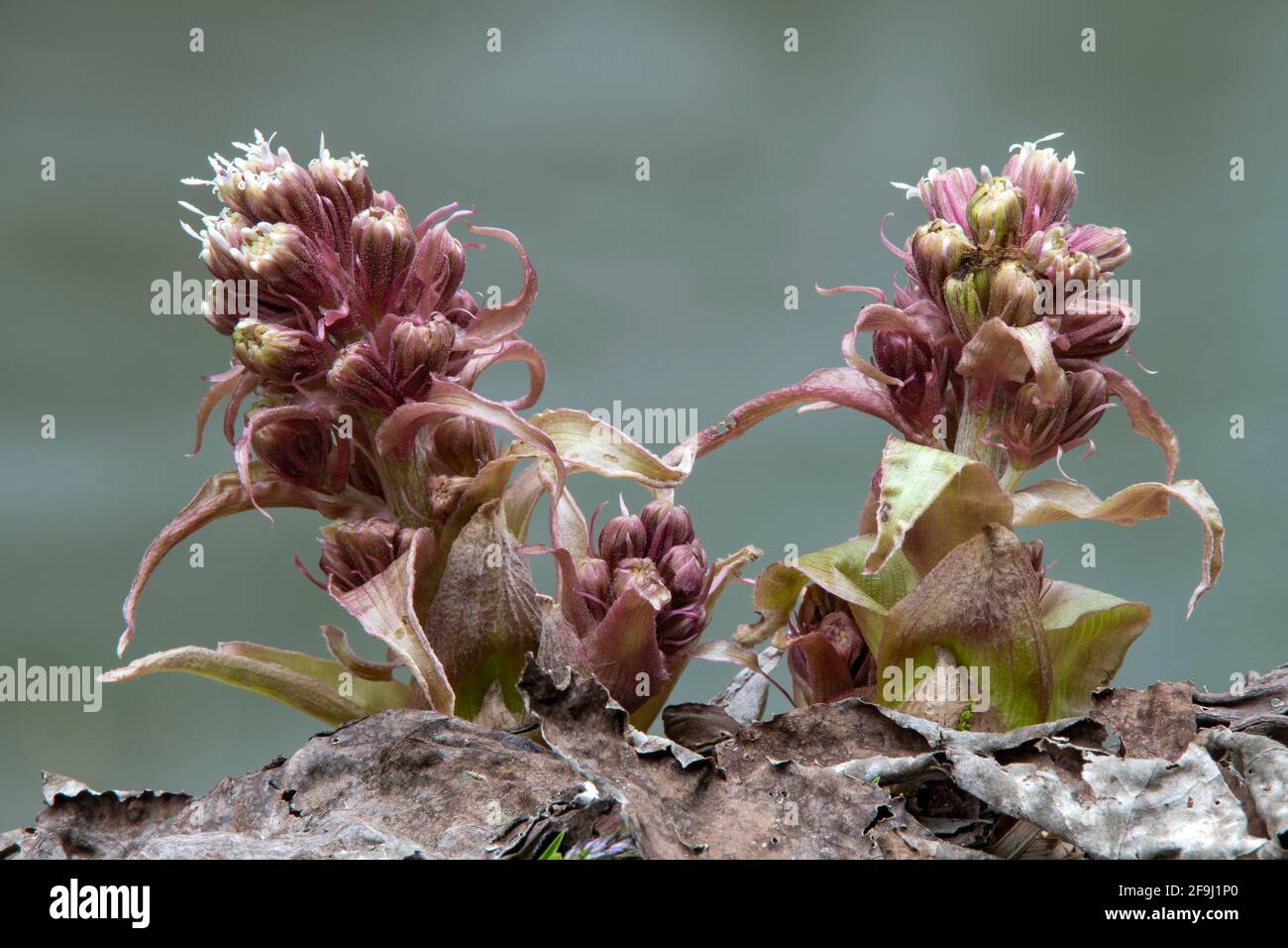 Common Butterbur, Umbrella Plant (Petasites hybridus), flowering plant. Austria Stock Photo