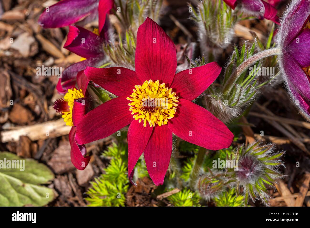 Pulsatilla vulgaris 'Pinwheel Dark Red Shades' a spring flowering plant commonly known as Pasque flower which is in blossom during March and April, st Stock Photo