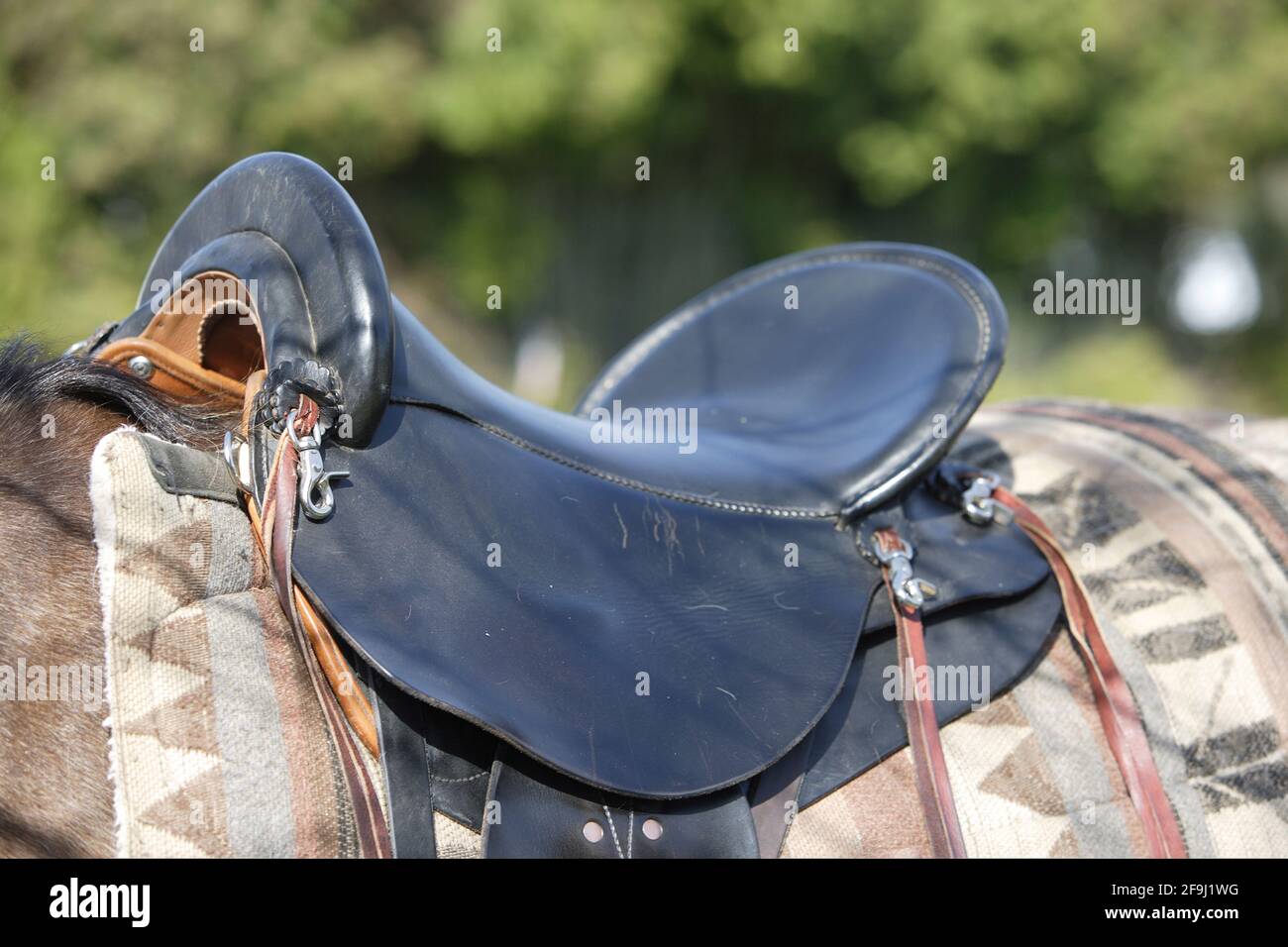 Animal used for riding hi-res stock photography and images - Alamy